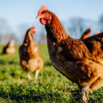 Chickens standing in a field of grass
