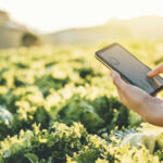 French VC Wind raises €90m, climate total tops $4.5bn Farmer checking touchpad in Nappa cabbage Fram in summer